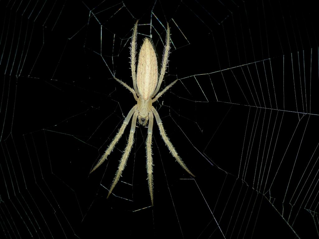 Passeggiate aracnologiche (di notte)